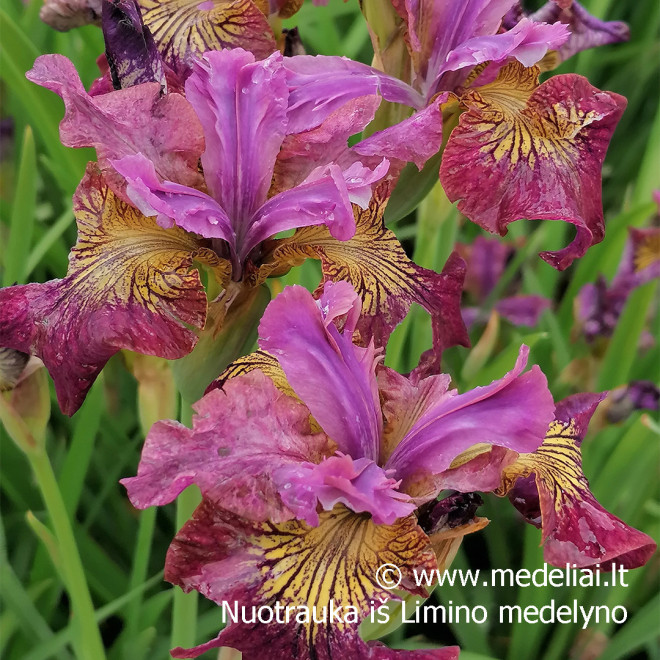 Vilkdalgis sibirinis (Iris sibirica) 'Miss Apple'