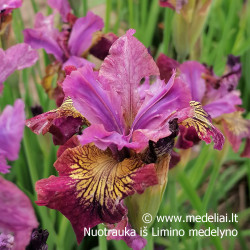 Vilkdalgis sibirinis (Iris sibirica) 'Miss Apple'