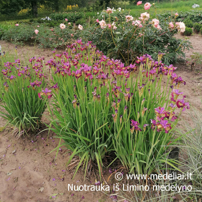 Vilkdalgis sibirinis (Iris sibirica) 'Miss Apple'