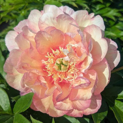 Bijūnas (Paeonia Itoh) 'Scrumdidleyumptious'