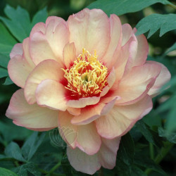 Bijūnas (Paeonia Itoh) 'Scrumdidleyumptious'