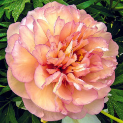 Bijūnas (Paeonia Itoh) 'Scrumdidleyumptious'