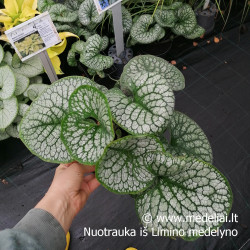 Brunera (Brunera macrophylla) 'Sea Heart' dideli lapai žiedai mėlyni