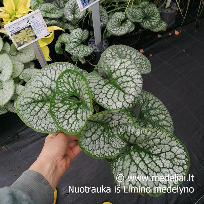 Brunera (Brunera macrophylla) 'Sea Heart' dideli lapai žiedai mėlyni