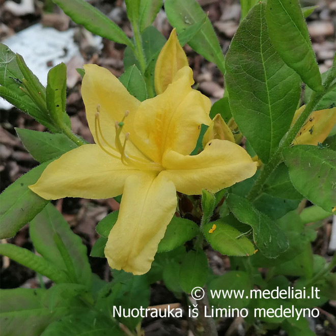 Azalija (Rhododendron) 'Anneke' rūgšti durpė geltoni žiedai