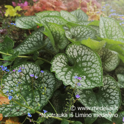 Brunera (Brunera macrophylla) 'Sea Heart' dideli lapai žiedai mėlyni