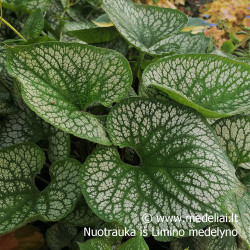Brunera (Brunera macrophylla) 'Sea Heart' dideli lapai žiedai mėlyni