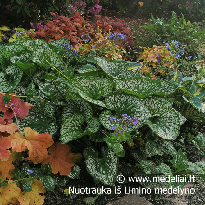 Brunera (Brunera macrophylla) 'Sea Heart' dideli lapai žiedai mėlyni