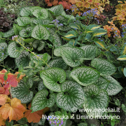 Brunera (Brunera macrophylla) 'Sea Heart' dideli lapai žiedai mėlyni