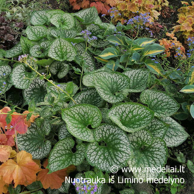 Brunera (Brunera macrophylla) 'Sea Heart' dideli lapai žiedai mėlyni