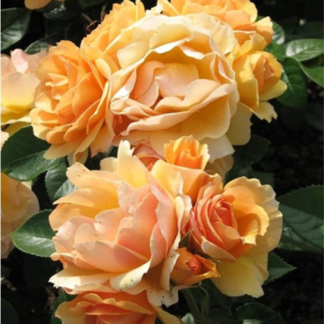 Rožė (Rosa) 'Hansestadt Rostock'