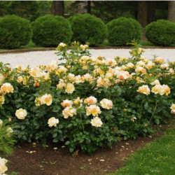 Rožė (Rosa) 'Hansestadt Rostock'