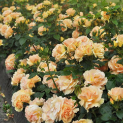 Rožė (Rosa) 'Hansestadt Rostock'