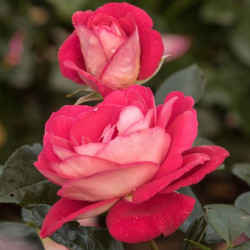 Rožė (Rosa) 'Heimatmelody'