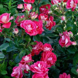 Rožė (Rosa) 'Heimatmelody'