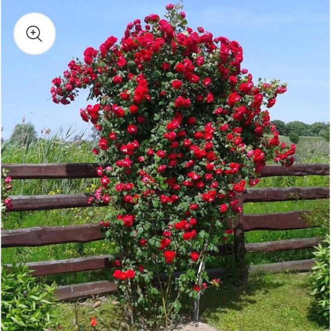 Rožė vijoklinė (Rosa) 'Thats Jazz'