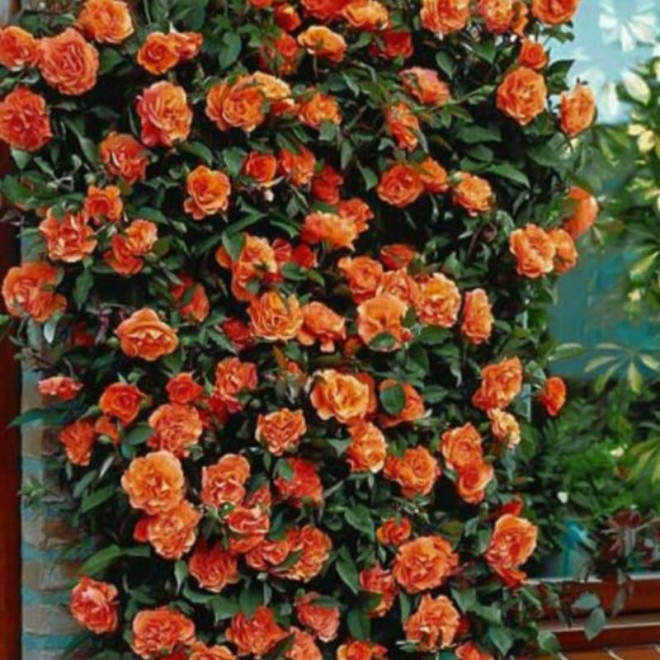 Rožė vijoklinė (Rosa) 'Naranga'