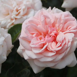 Rožė (Rosa) 'Aphrodite'