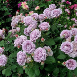 Rožė (Rosa) 'Novalis'