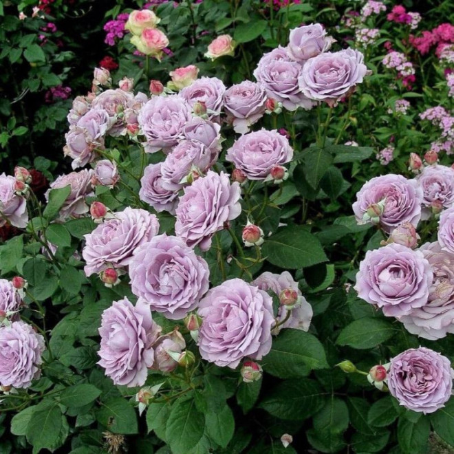 Rožė (Rosa) 'Novalis'