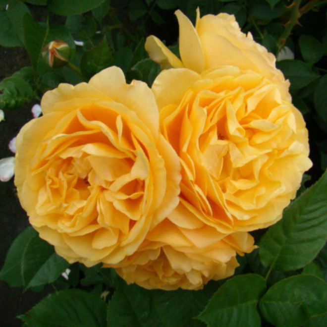 Rožė (Rosa) 'Absolutely Fabulous'