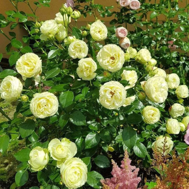 Rožė (Rosa) 'Lemon Rococo'
