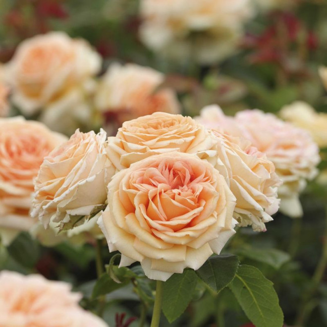 Rožė (Rosa) 'Lady Capri'