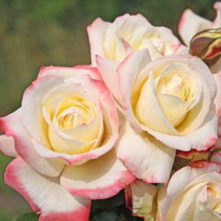 Rožė (Rosa) 'Athena'