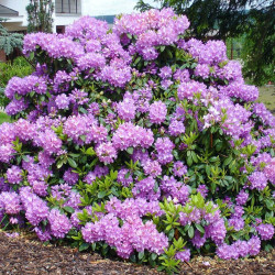 Rododendras (Rhododendron) 'Catawbiense Grandiflorum'