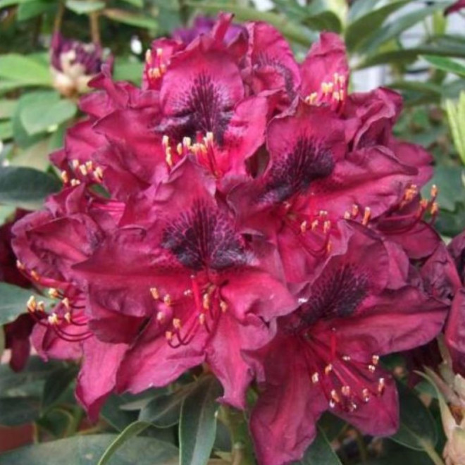 Rododendras (Rhododendron) 'Kali'
