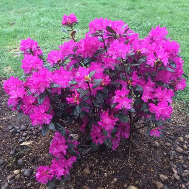 Rododendras (Rhododendron) 'P.M.J. Elite'