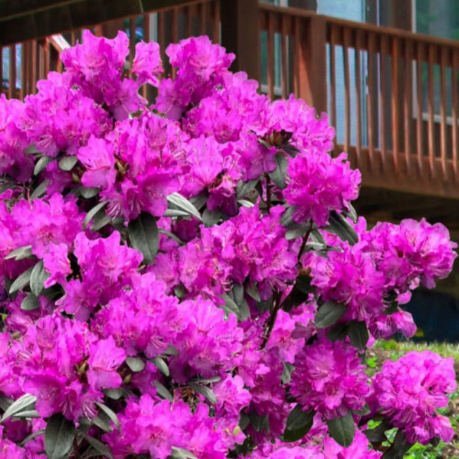 Rododendras (Rhododendron) 'P.M.J. Elite'