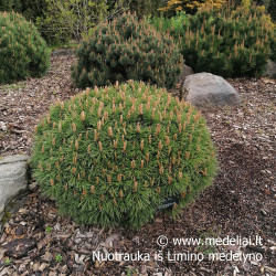 Pušis kalninė (Pinus mugo) 'Benjamin' rutuliška kompaktiška kapavietėms alpinariumams