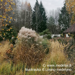 Miskantas kininis (Miscanthus sinensis) 'Memory'
