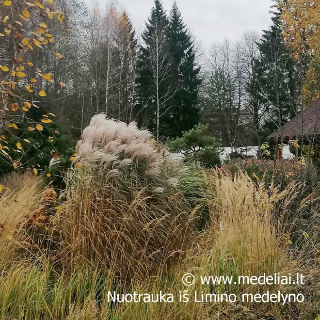 Miskantas kininis (Miscanthus sinensis) 'Memory'