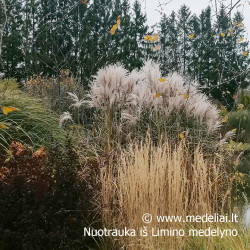 Miskantas kininis (Miscanthus sinensis) 'Memory'