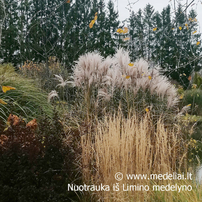 Miskantas kininis (Miscanthus sinensis) 'Memory'