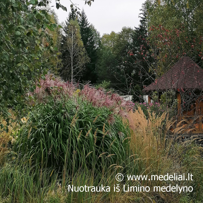 Miskantas kininis (Miscanthus sinensis) 'Memory'