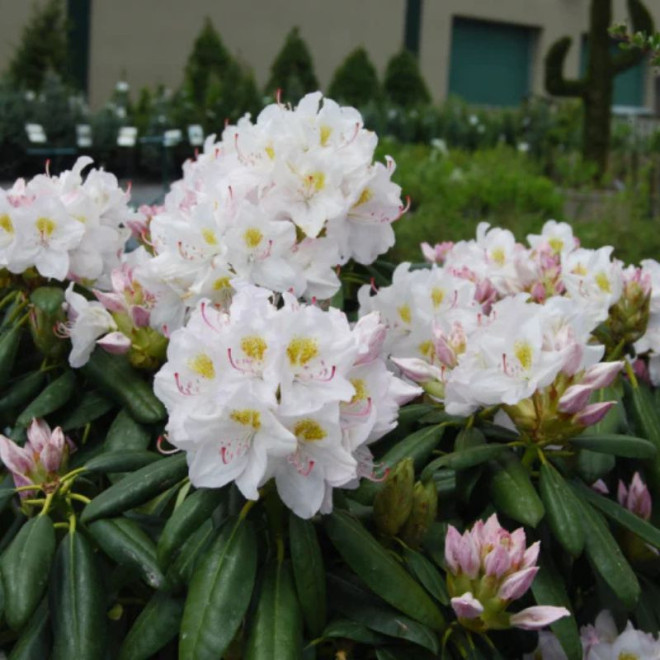 Rododendras (Rhododendron) 'Catawbiense Album'