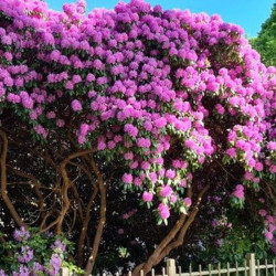 Rododendras (Rhododendron) 'Roseum Elegans'