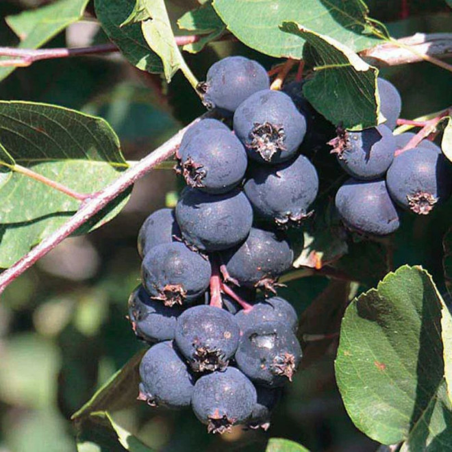 Medlieva (Amelanchier alnifolia) 'Martin'