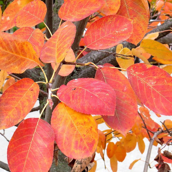 Medlieva (Amelanchier alnifolia) 'Martin'
