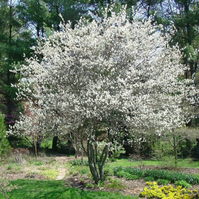 Medlieva (Amelanchier alnifolia) 'Martin'