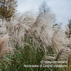 Kininis miskantas viksva Huron star rudenį su šviesiomis šluotelėmis