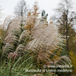 Kininis miskantas viksva Huron star rudenį su šviesiomis šluotelėmis