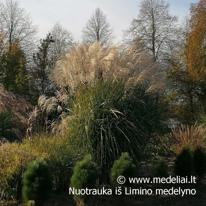 Kininis miskantas viksva Huron star rudenį su šviesiomis šluotelėmis