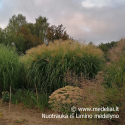 Kininis miskantas blondo šviesiai gelsvomis šluotelėmis rudenį