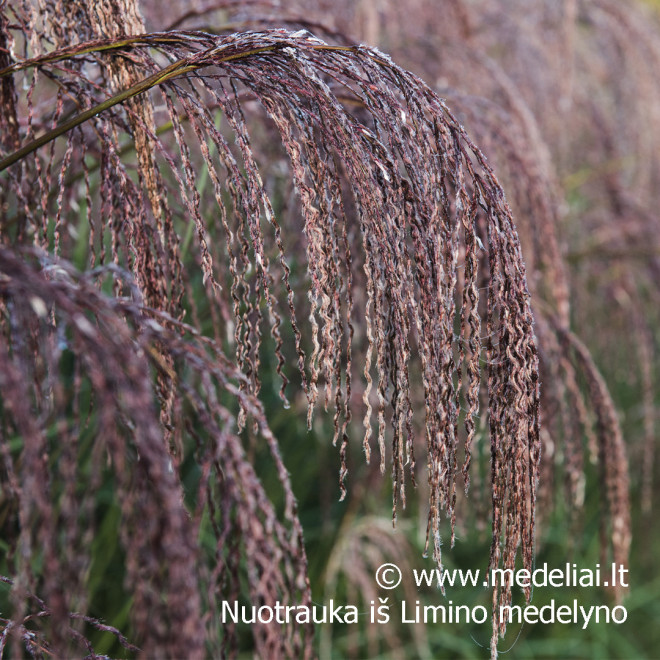 Miskantas kininis  (Miscanthus sinensis) 'Noah' raudoni garbanoti žiedynai