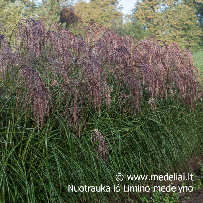 Miskantas kininis  (Miscanthus sinensis) 'Noah' raudoni garbanoti žiedynai
