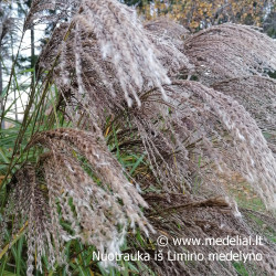 Miskantas kininis  (Miscanthus sinensis) 'Noah' raudoni garbanoti žiedynai
